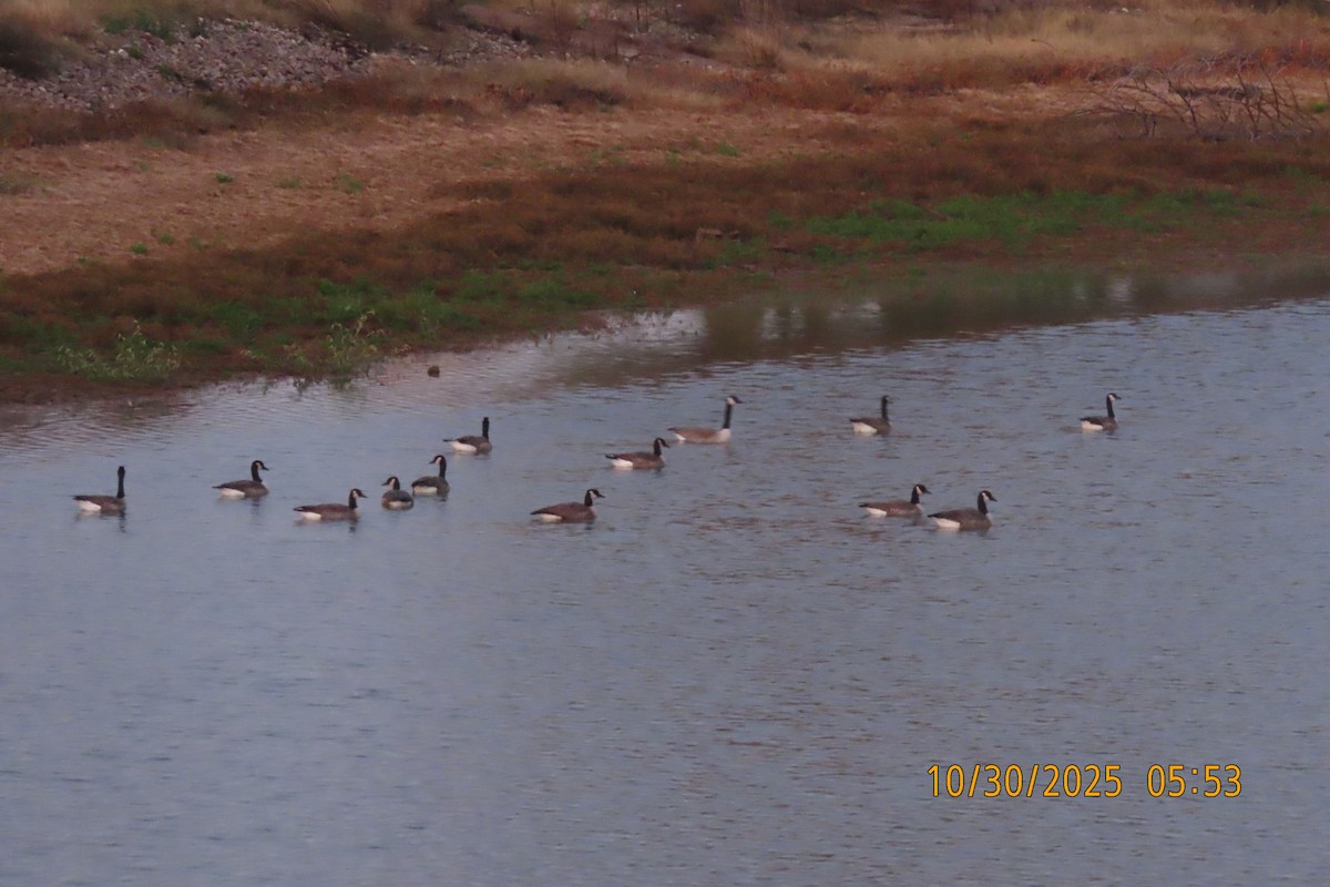 Казарка канадська - ML644402536