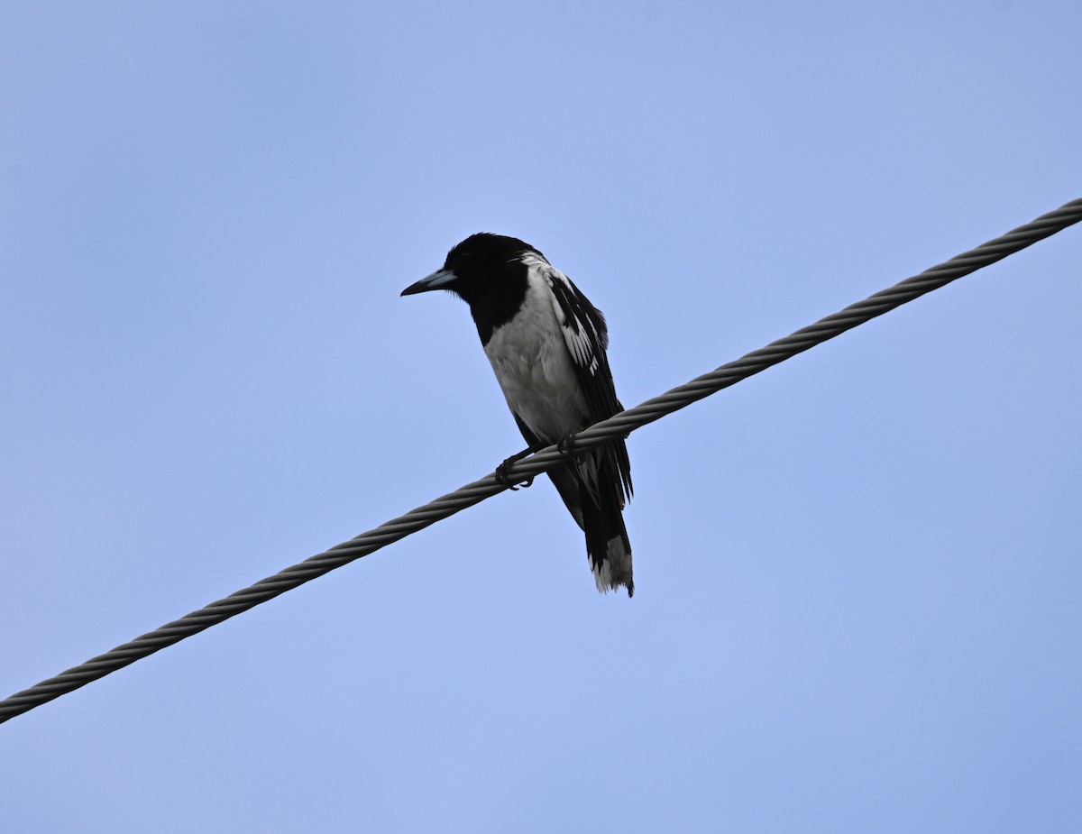 Pied Butcherbird - ML644402538