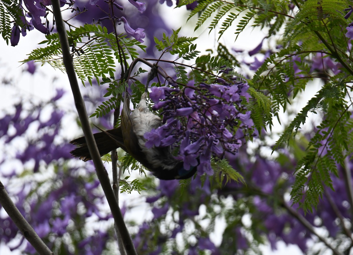 Blue-faced Honeyeater - ML644402539