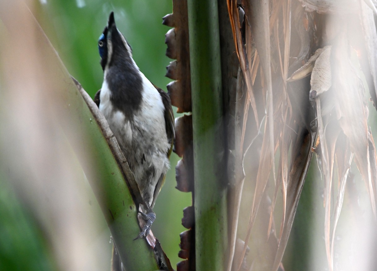 Blue-faced Honeyeater - ML644402540