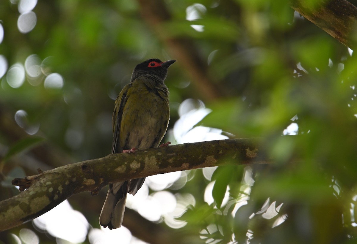 Australasian Figbird - ML644402542