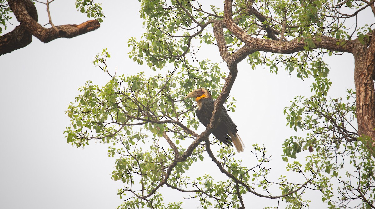 Wreathed Hornbill - ML644402548