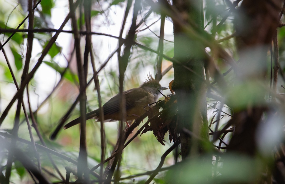 Puff-throated Bulbul - ML644402551
