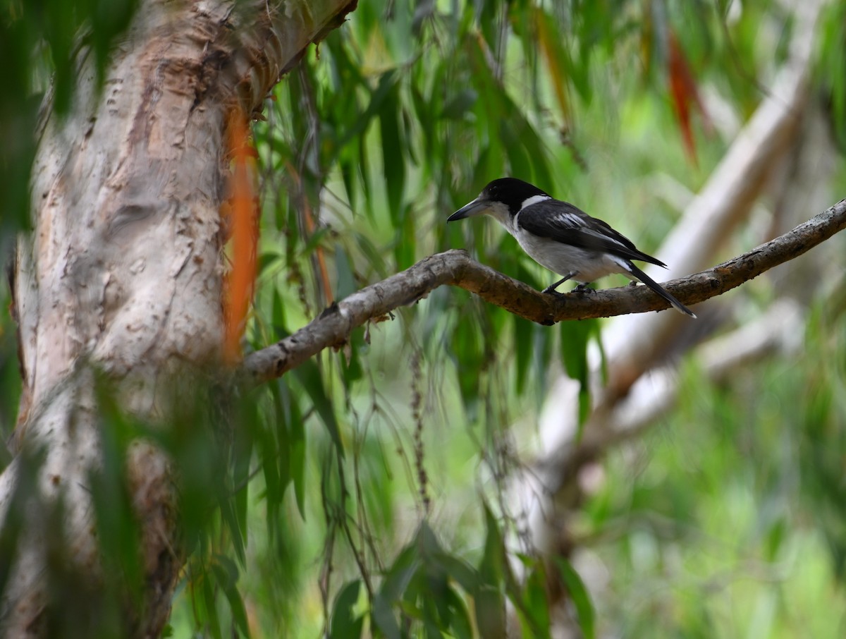 Gray Butcherbird - ML644402553