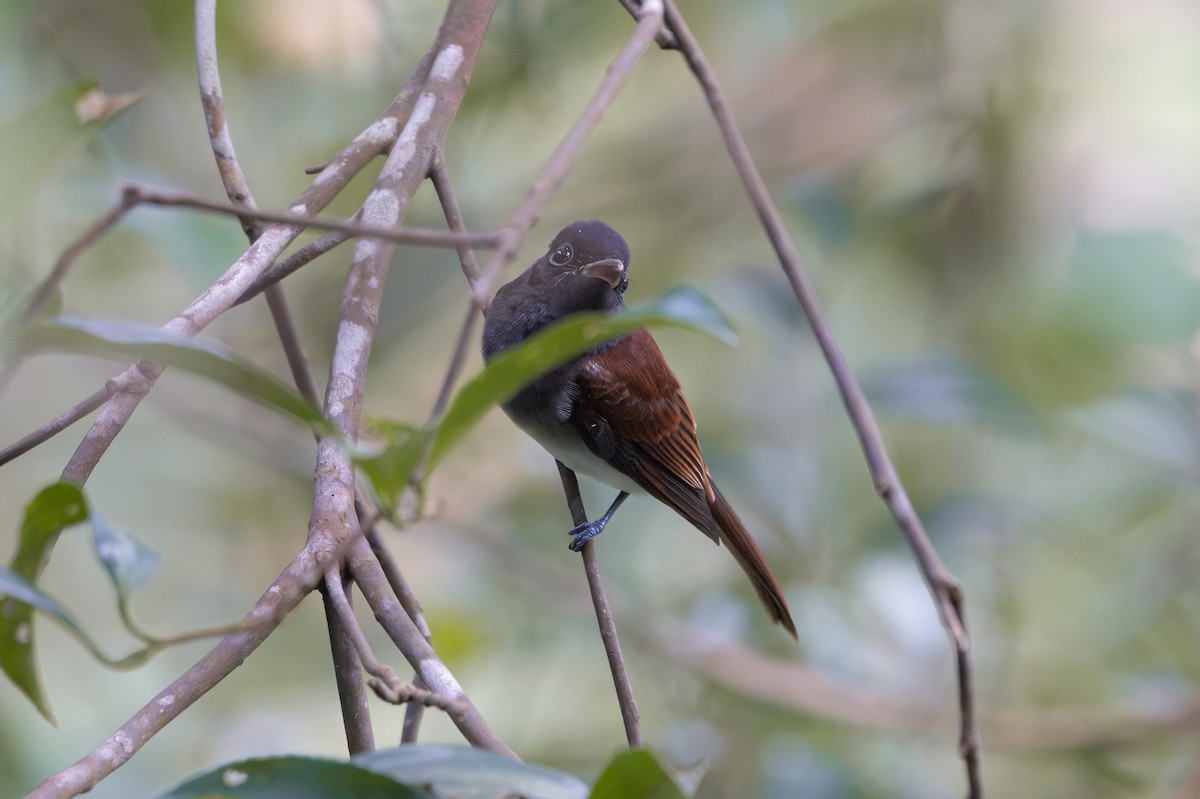 紫綬帶 - ML644402555