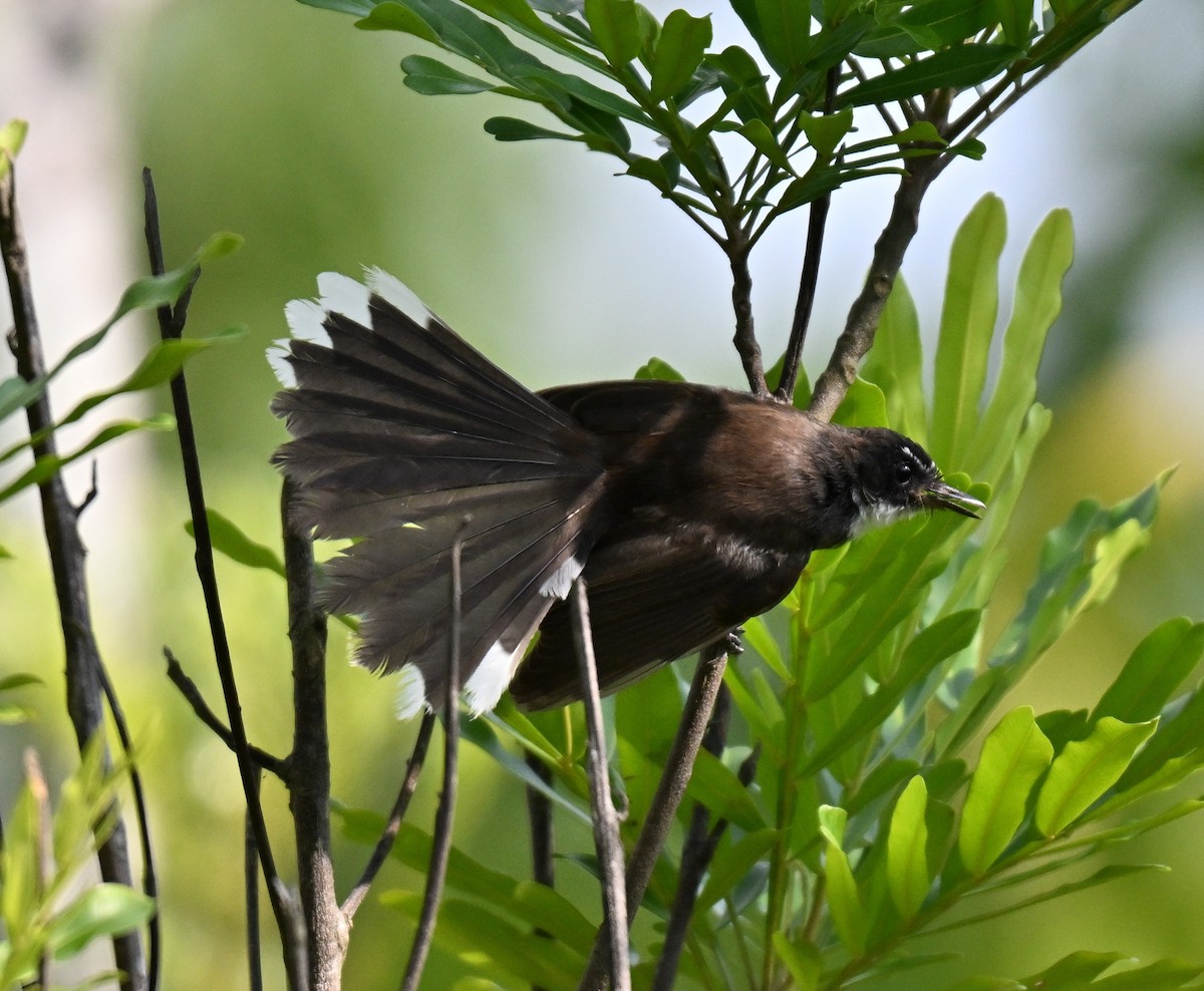 Malaysian Pied-Fantail - ML644402567