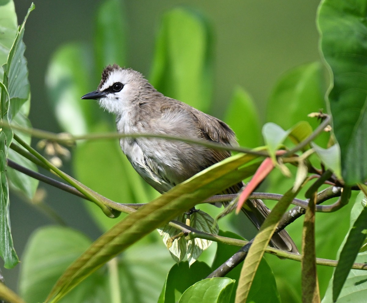 Yellow-vented Bulbul - ML644402574