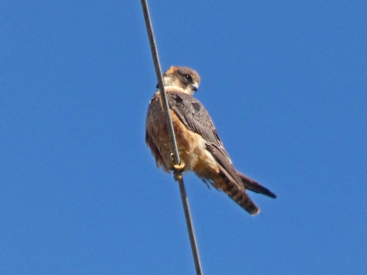 Australian Hobby - ML644402576