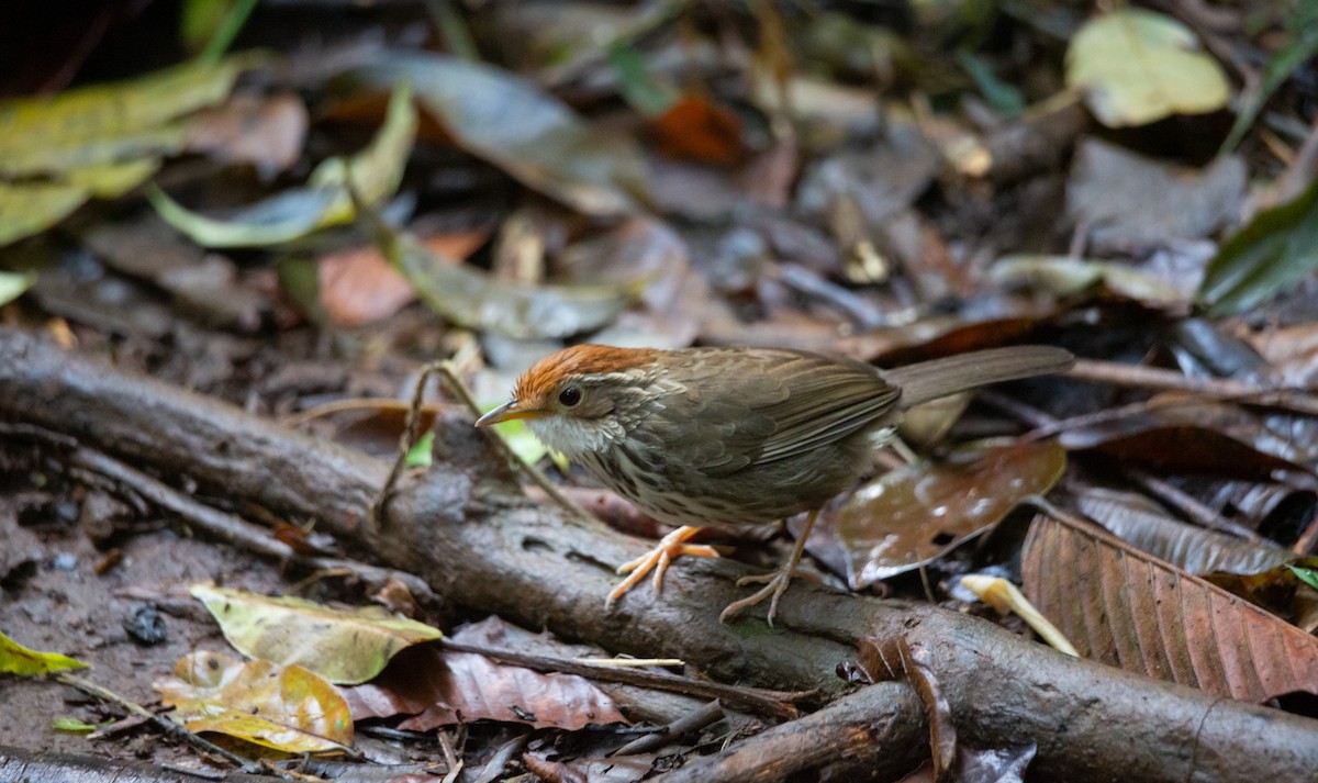 Puff-throated Babbler - ML644402581