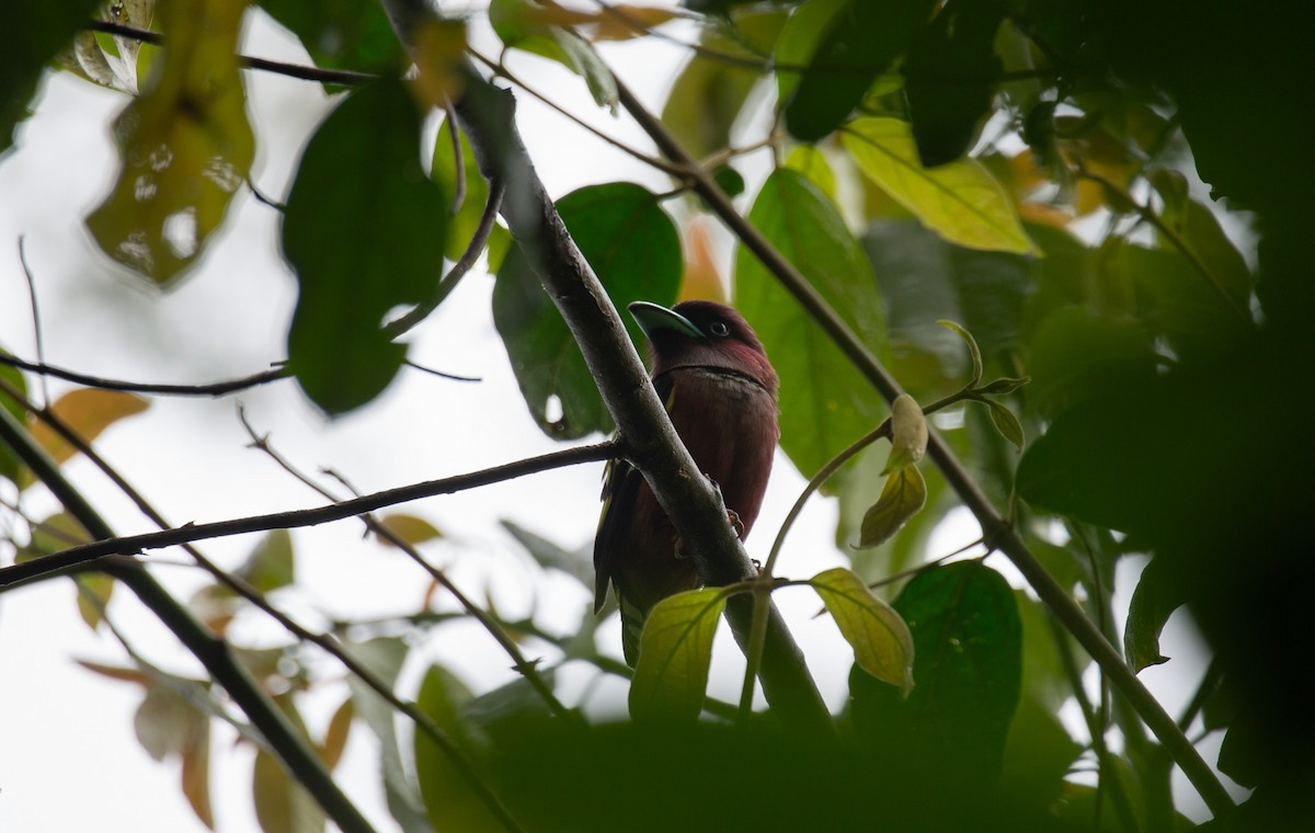 Banded Broadbill - ML644402591