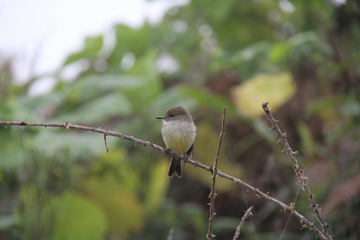 Галапагосский миарх - ML644402595