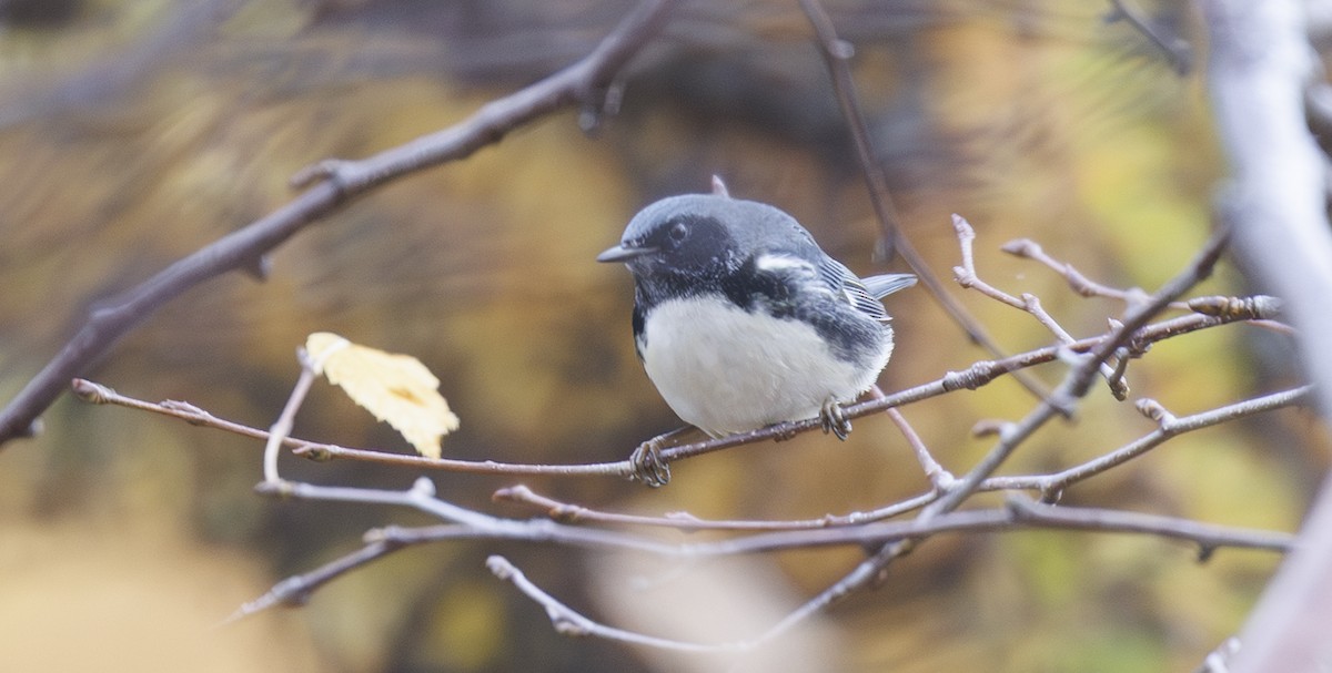Black-throated Blue Warbler - ML644402597