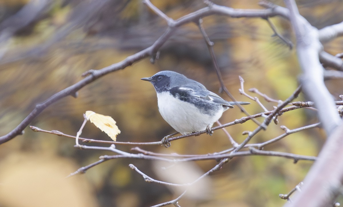 Black-throated Blue Warbler - ML644402601