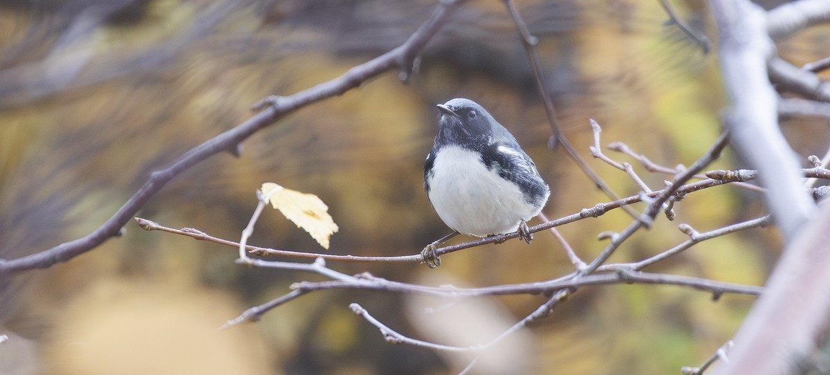 Black-throated Blue Warbler - ML644402604