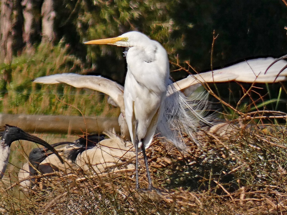 Great Egret - ML644402605
