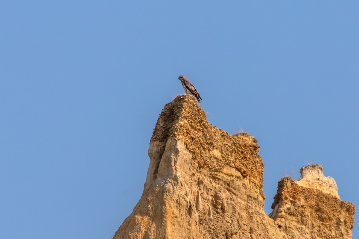 Biancone - ML644402609