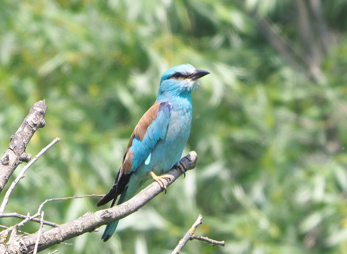 Сиворакша євразійська - ML644402619