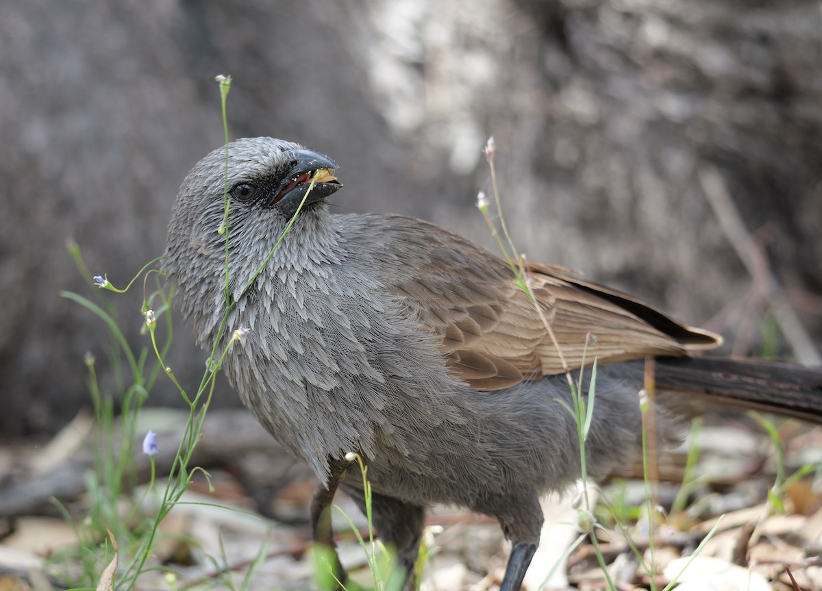 Apostlebird - ML644402624