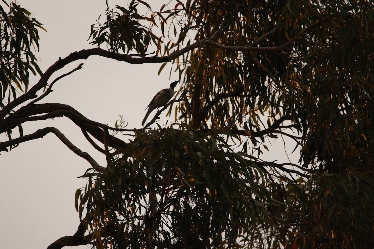 Noisy Friarbird - ML644402625