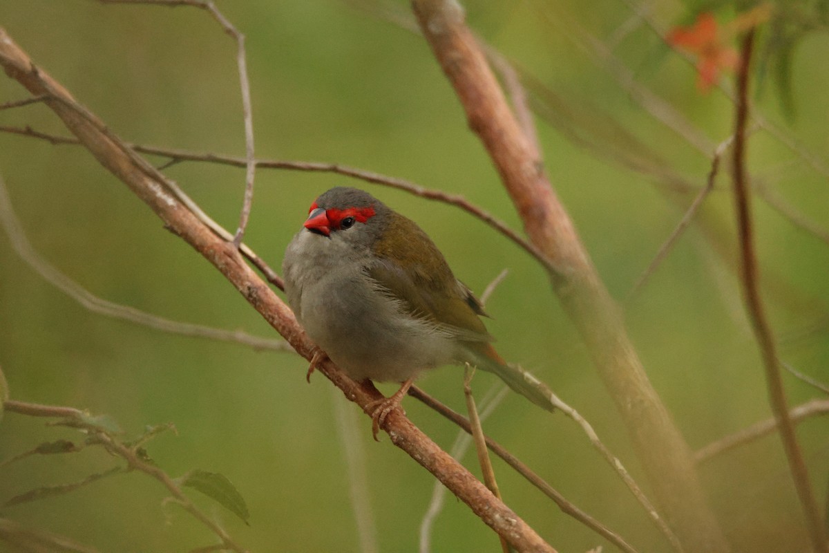 Краснобровая амадина - ML644402628