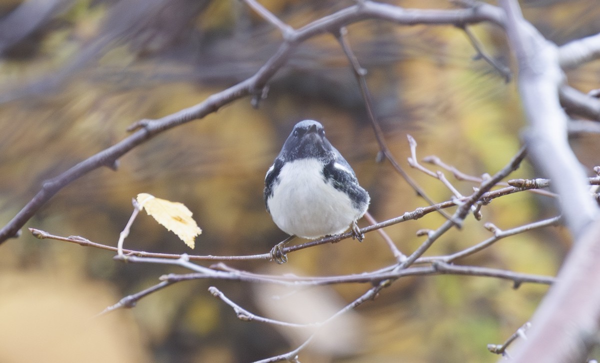 Black-throated Blue Warbler - ML644402629