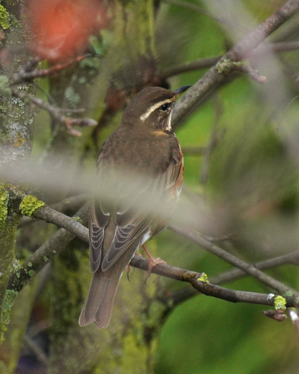 Grive mauvis - ML644402630