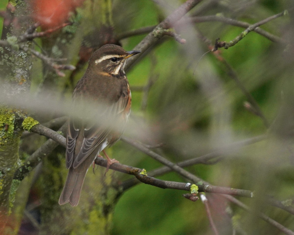 Grive mauvis - ML644402632