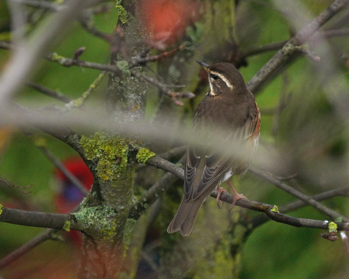 Grive mauvis - ML644402633