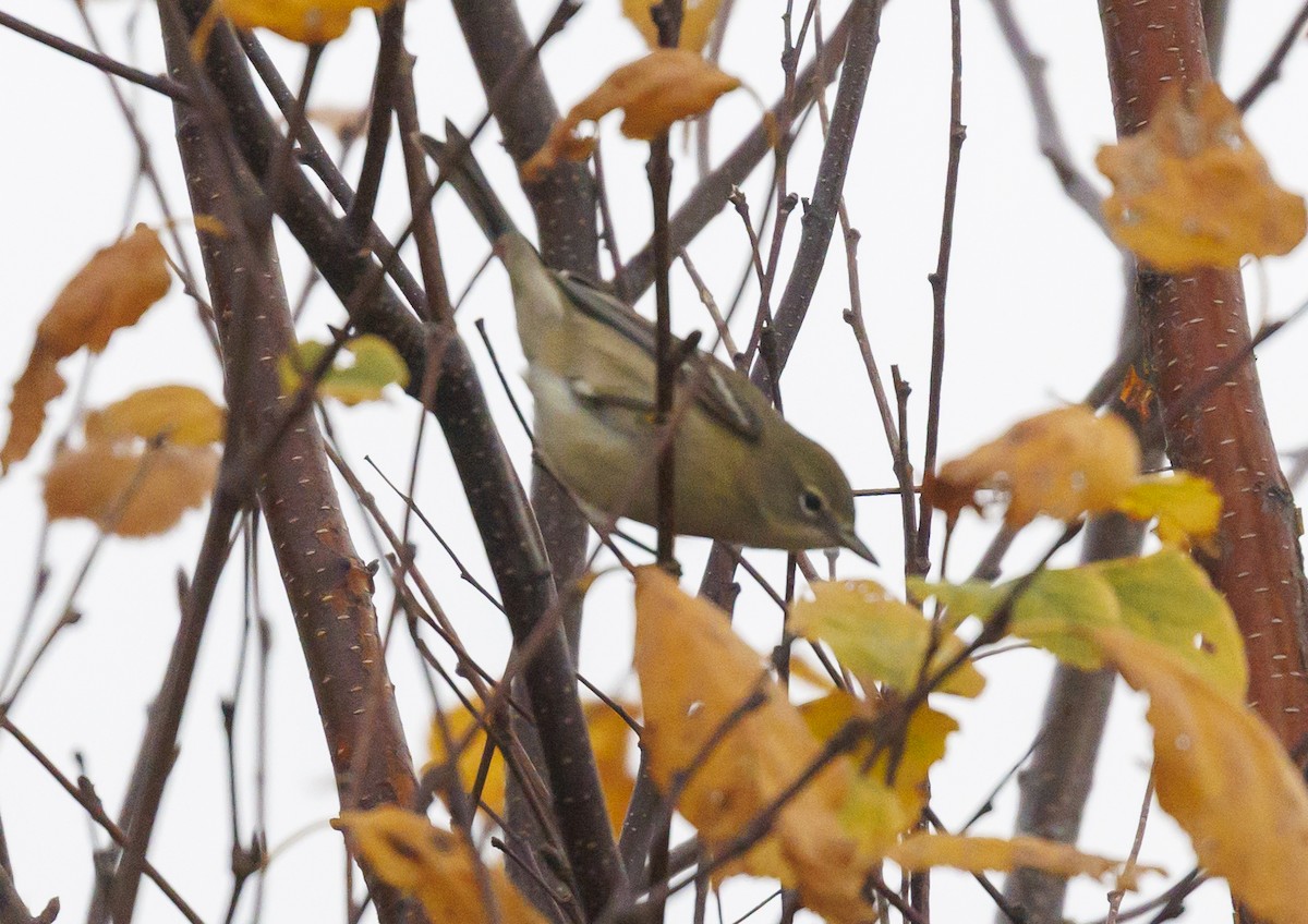 סבכון אורנים - ML644402658