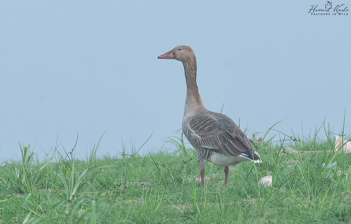 Серый гусь - ML644402661