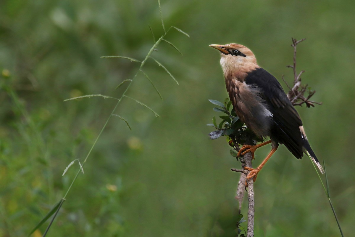 葡萄胸椋鳥 - ML644402662