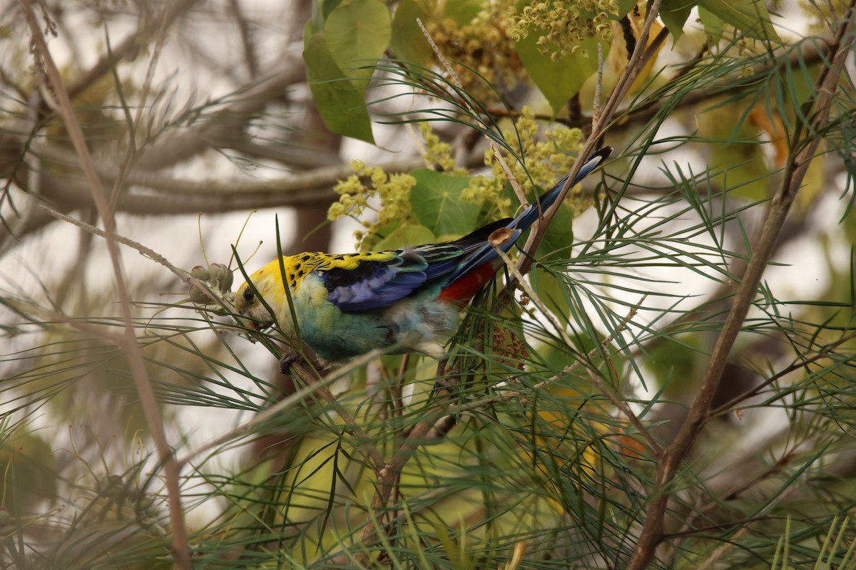 ホオアオサメクサインコ - ML644402677
