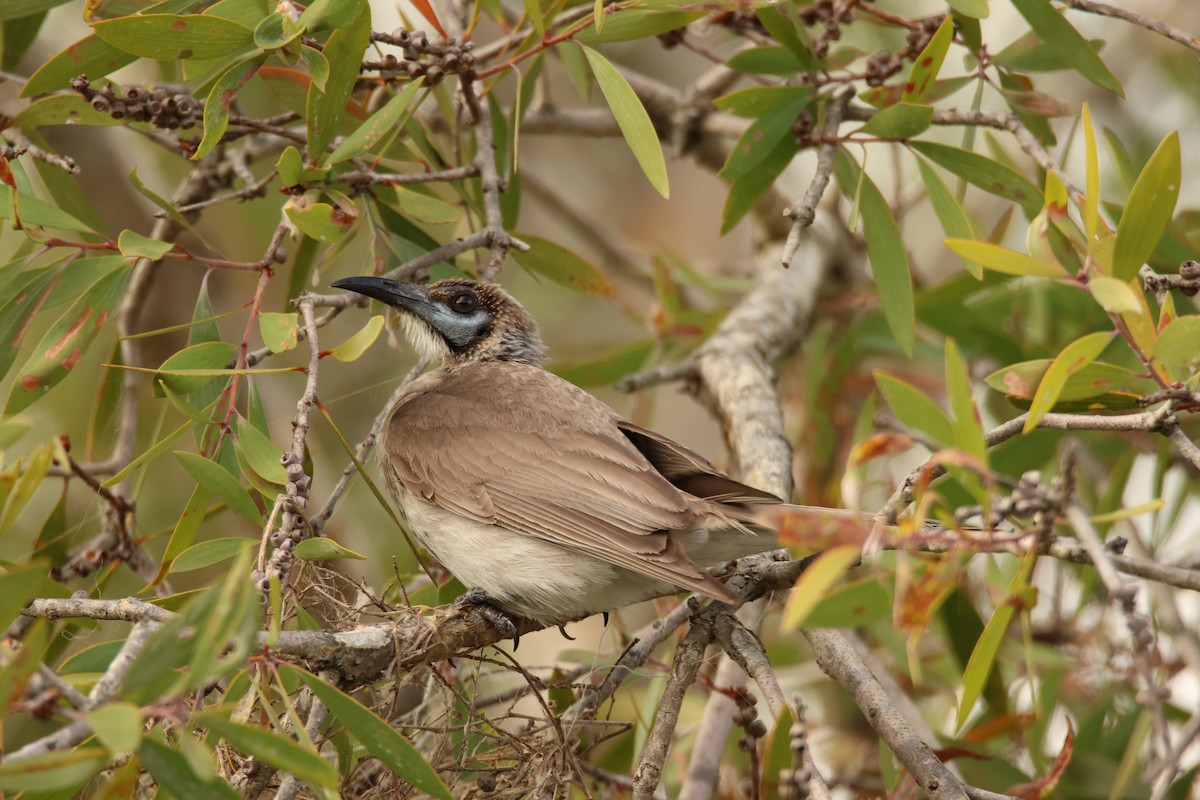 Little Friarbird - ML644402681