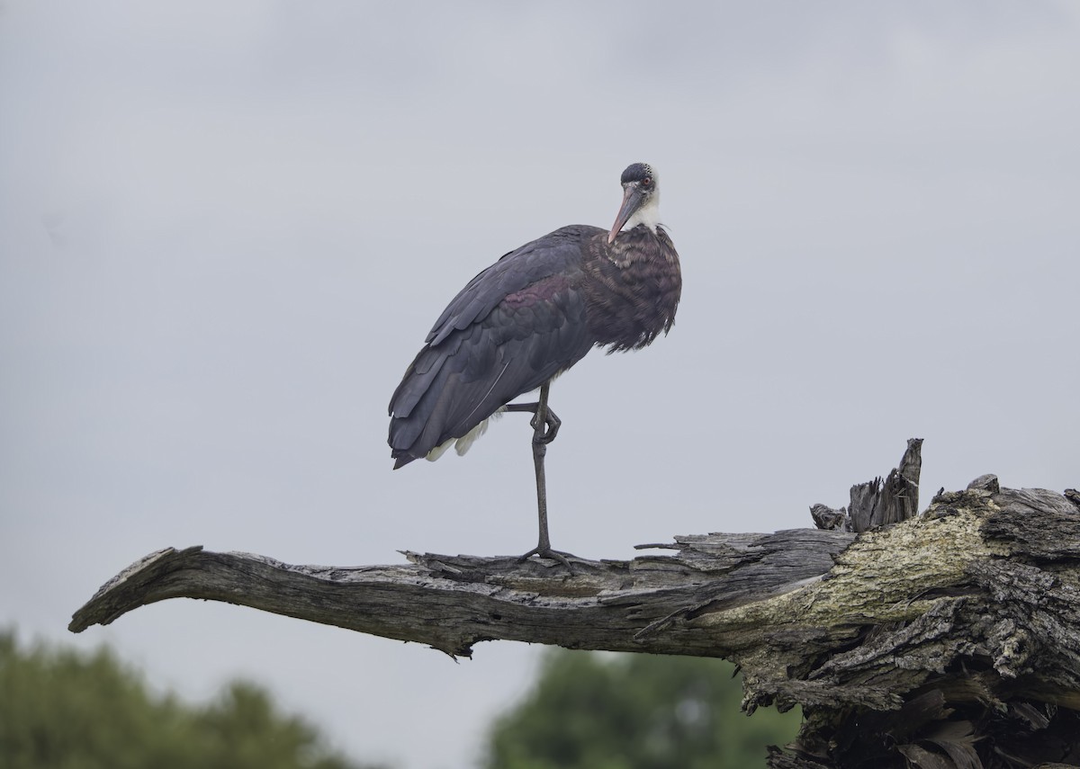 African Woolly-necked Stork - ML644402682