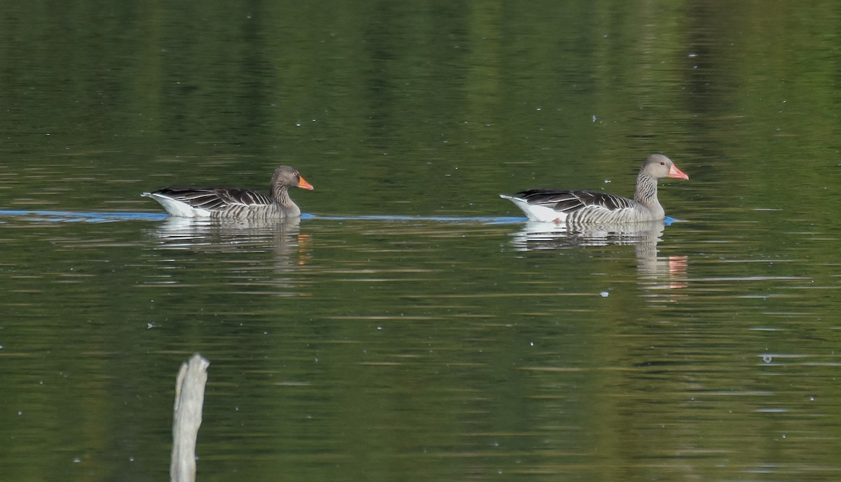 Серый гусь - ML644402684