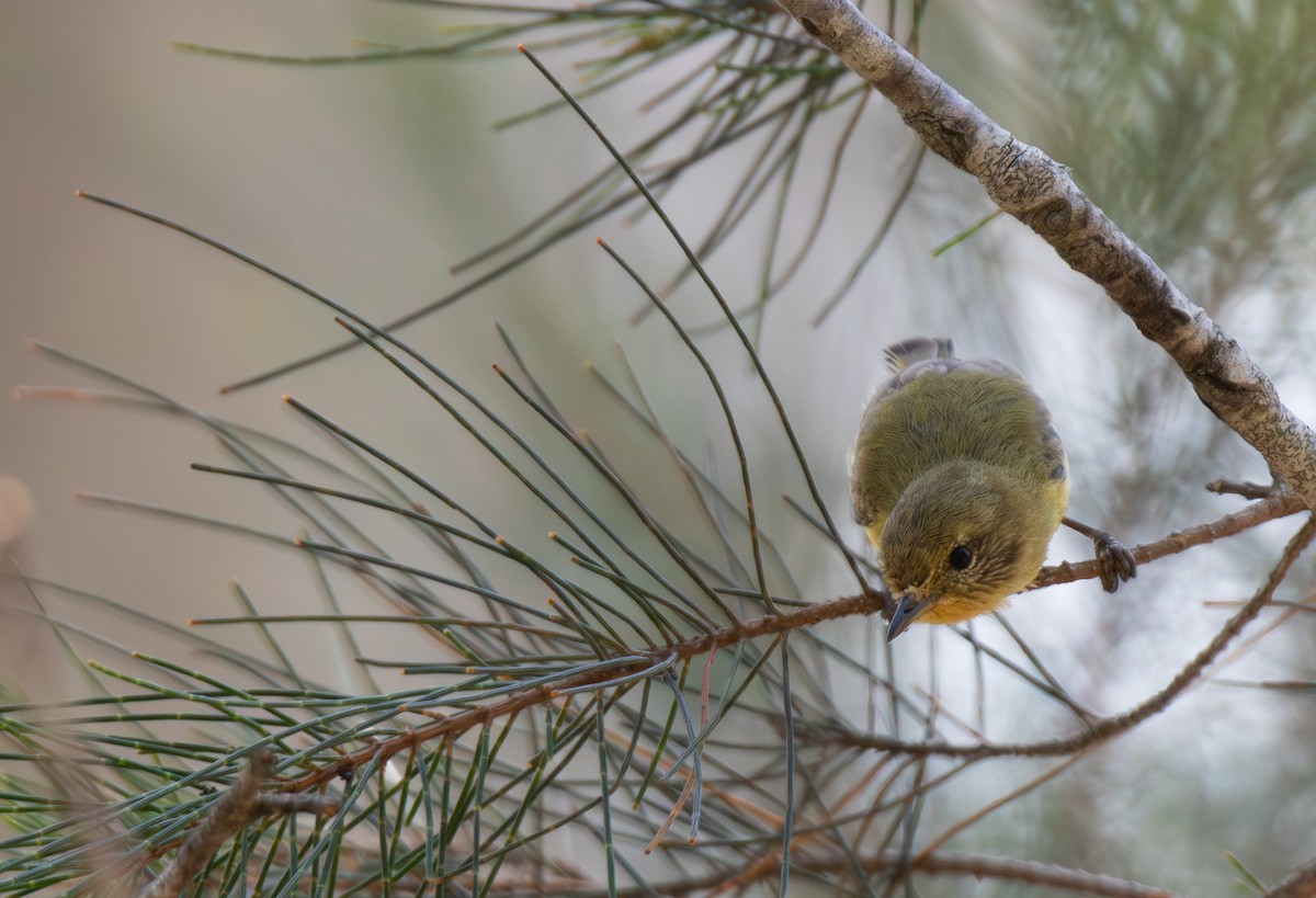 ヒメトゲハシムシクイ - ML644402710