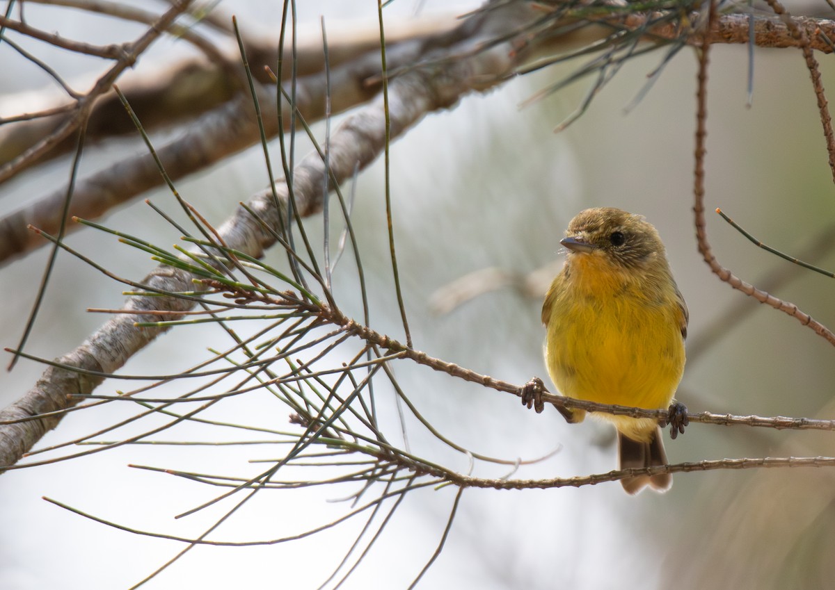 ヒメトゲハシムシクイ - ML644402711