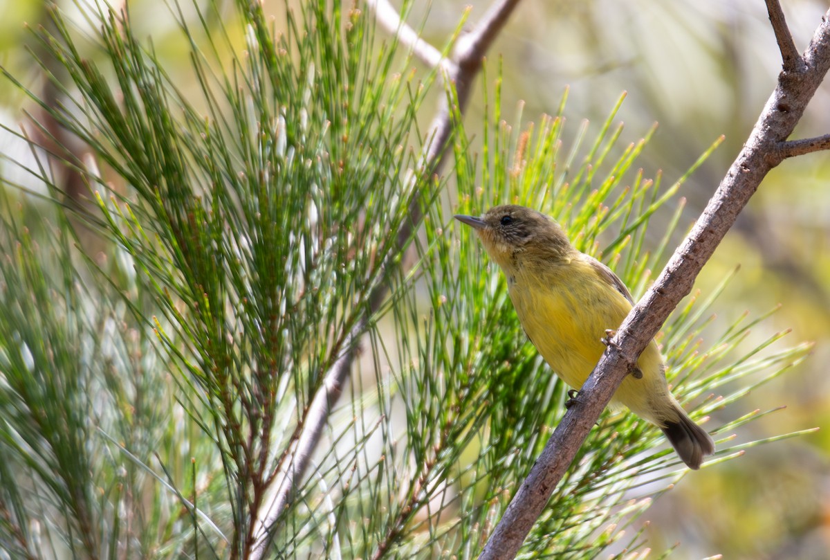 ヒメトゲハシムシクイ - ML644402712