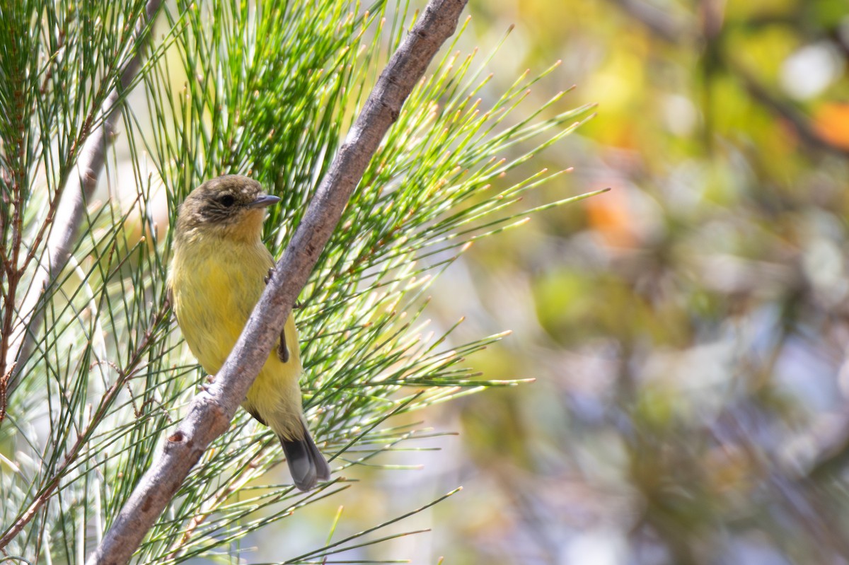 ヒメトゲハシムシクイ - ML644402713