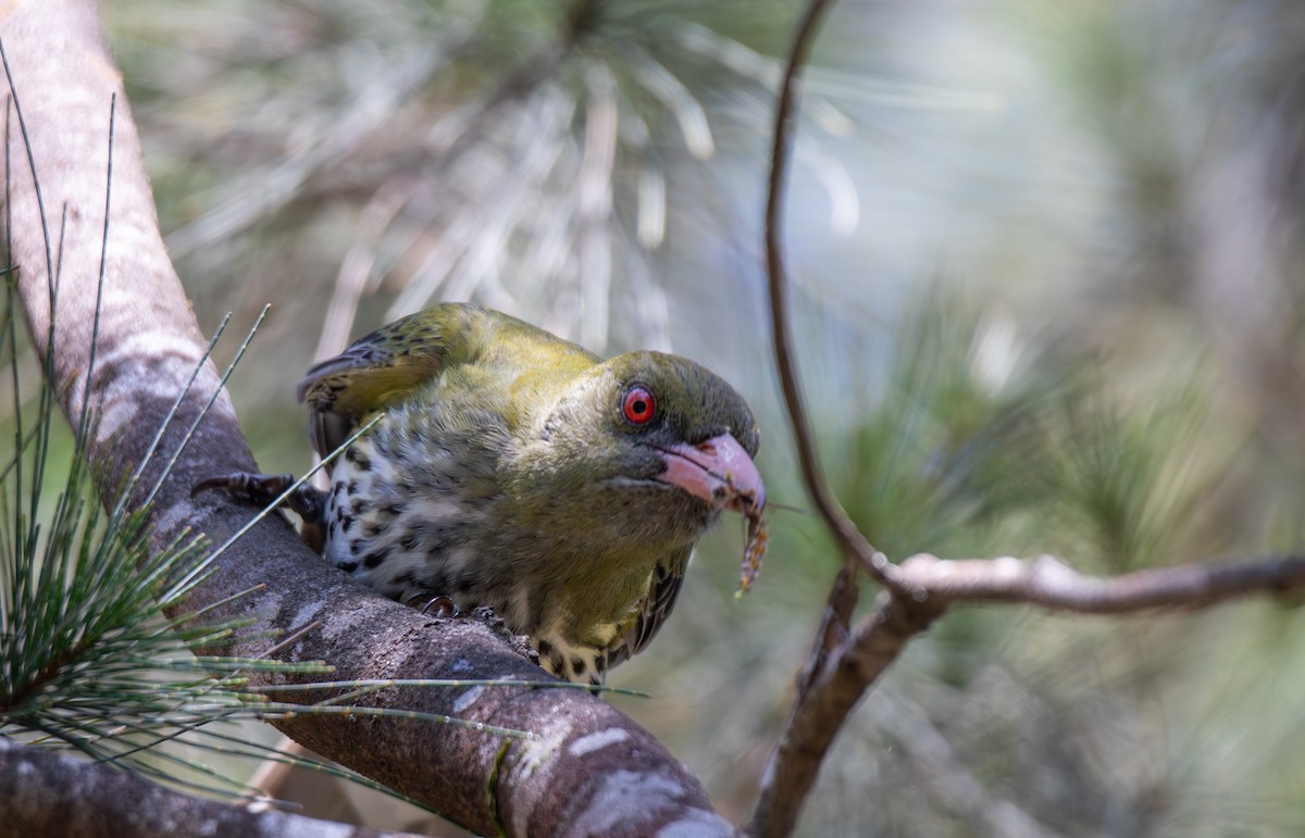 Olive-backed Oriole - ML644402714