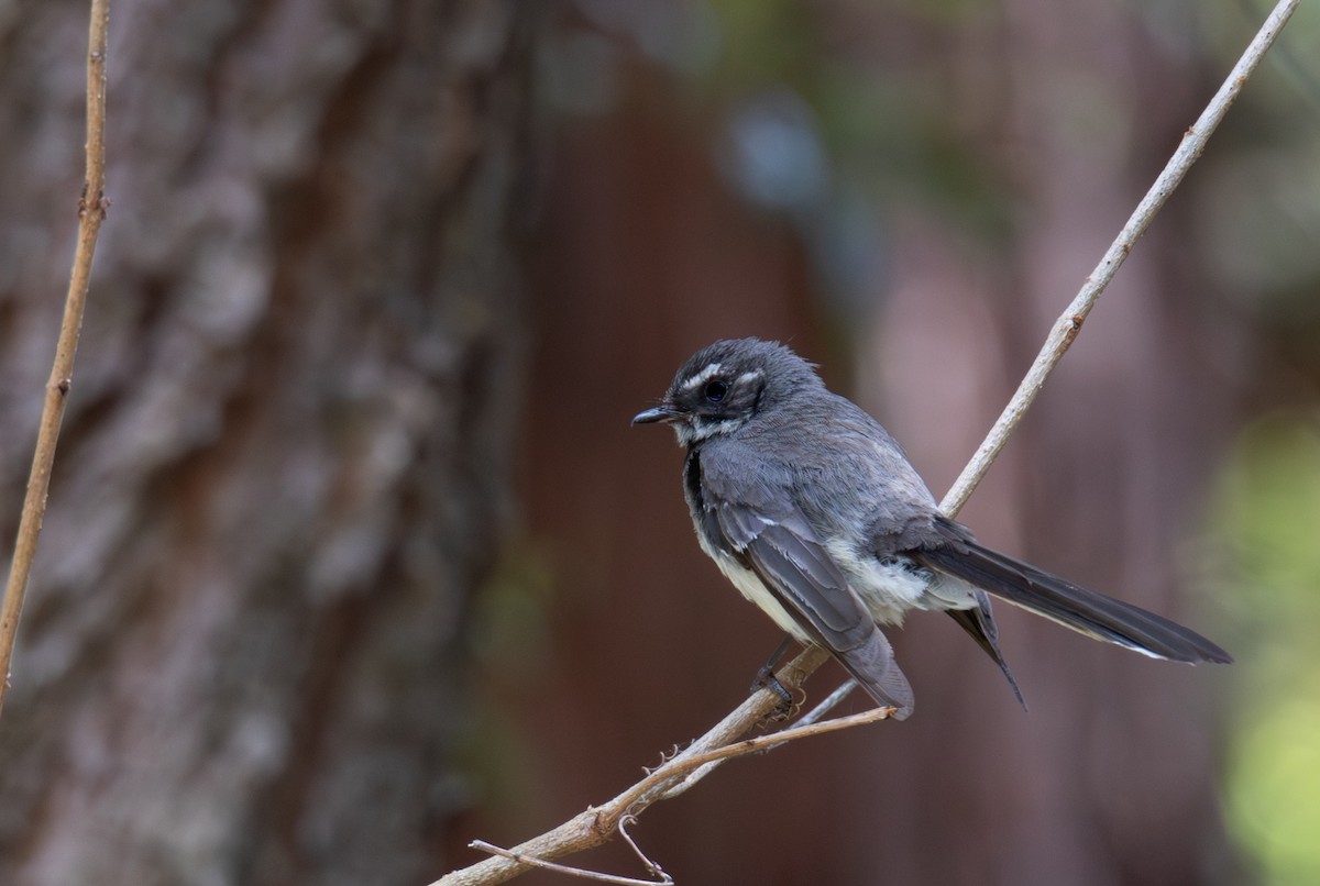 Gray Fantail - ML644402718