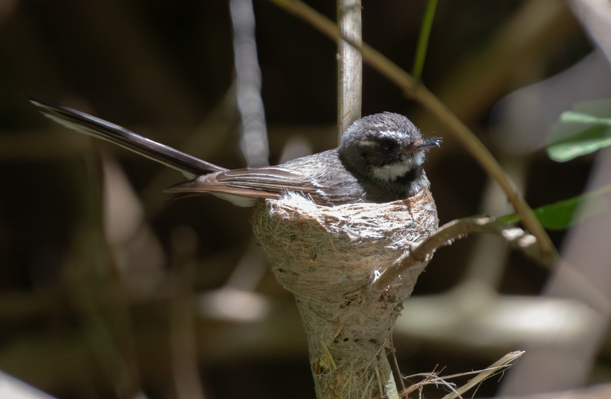 Gray Fantail - ML644402719