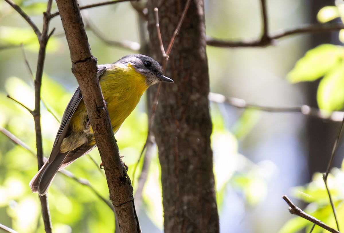 Eastern Yellow Robin - ML644402724