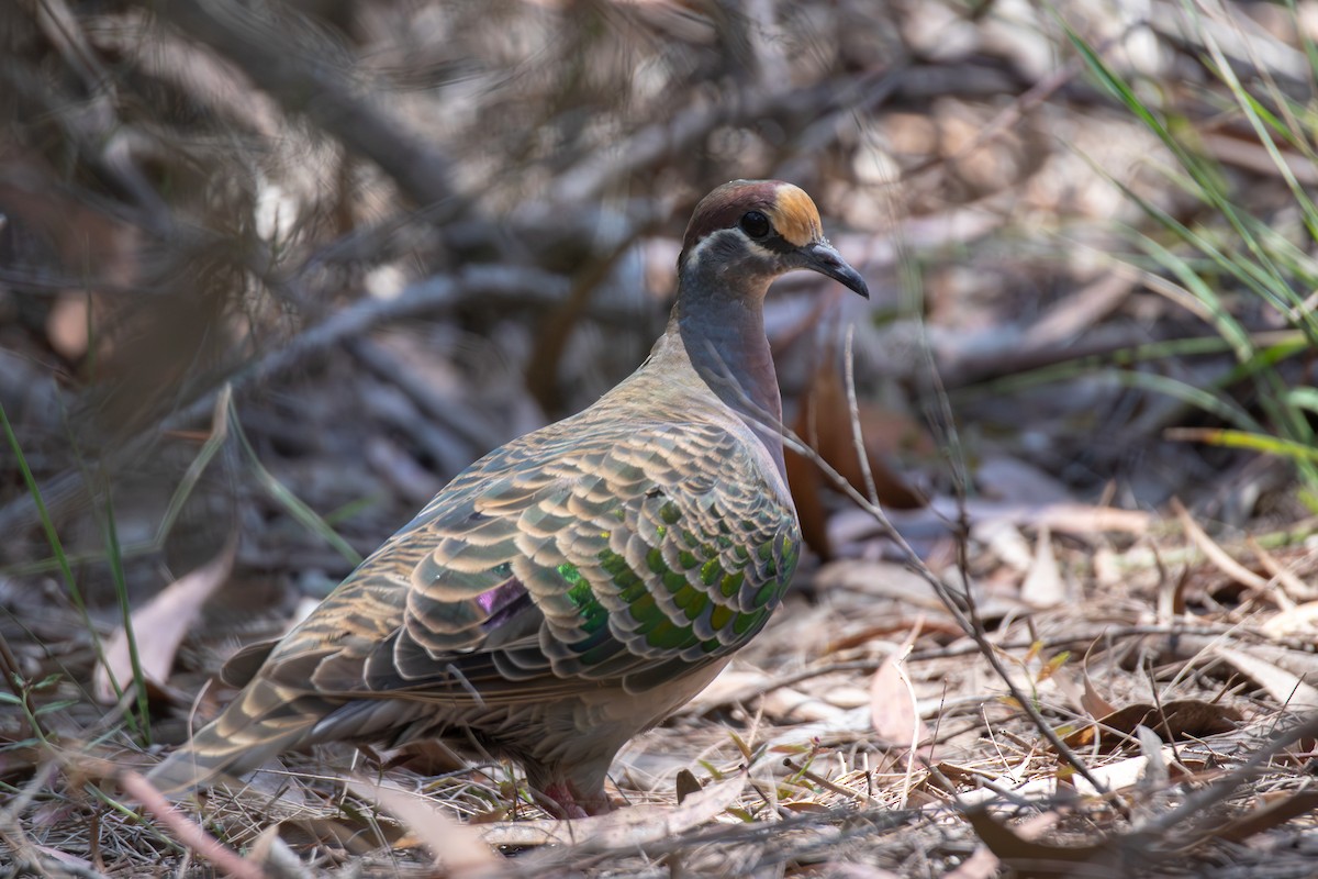 Common Bronzewing - ML644402733