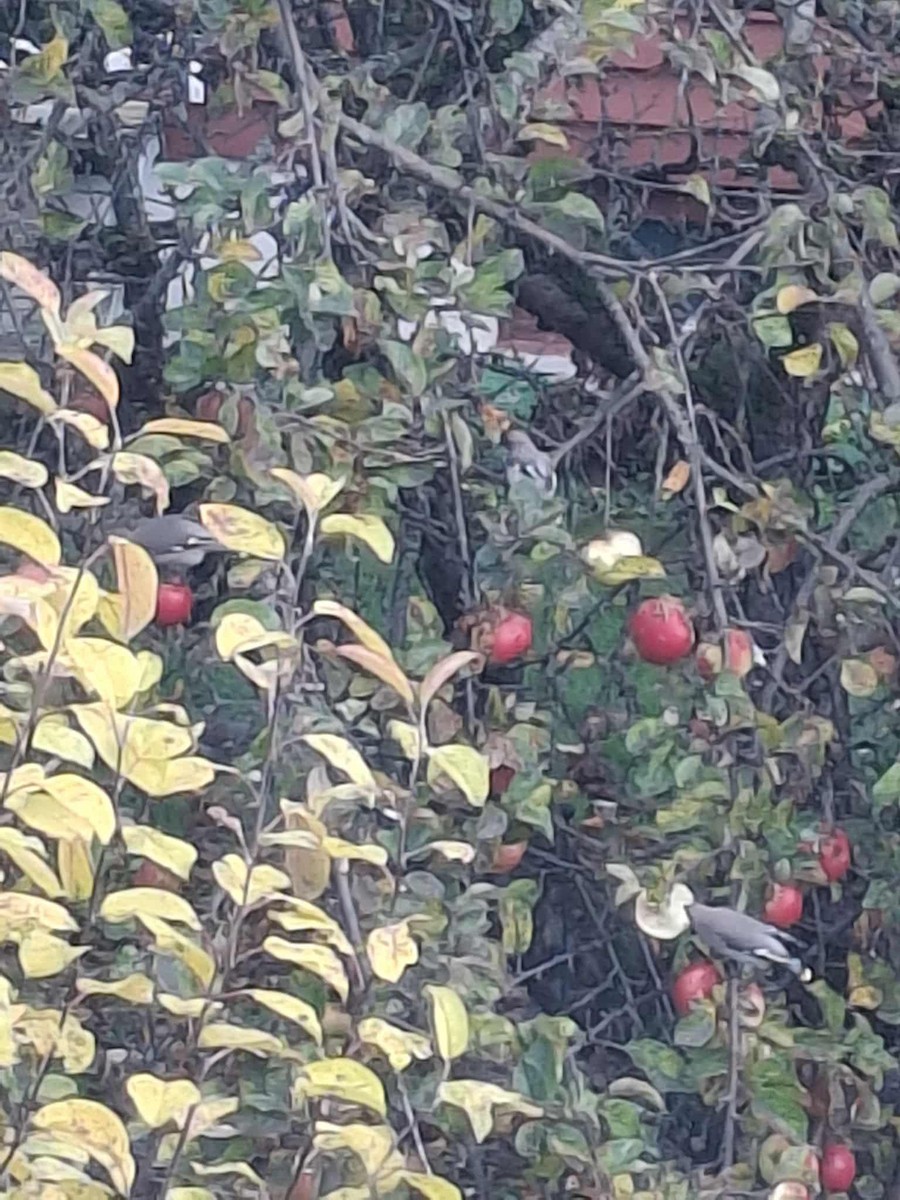 Bohemian Waxwing - ML644402736