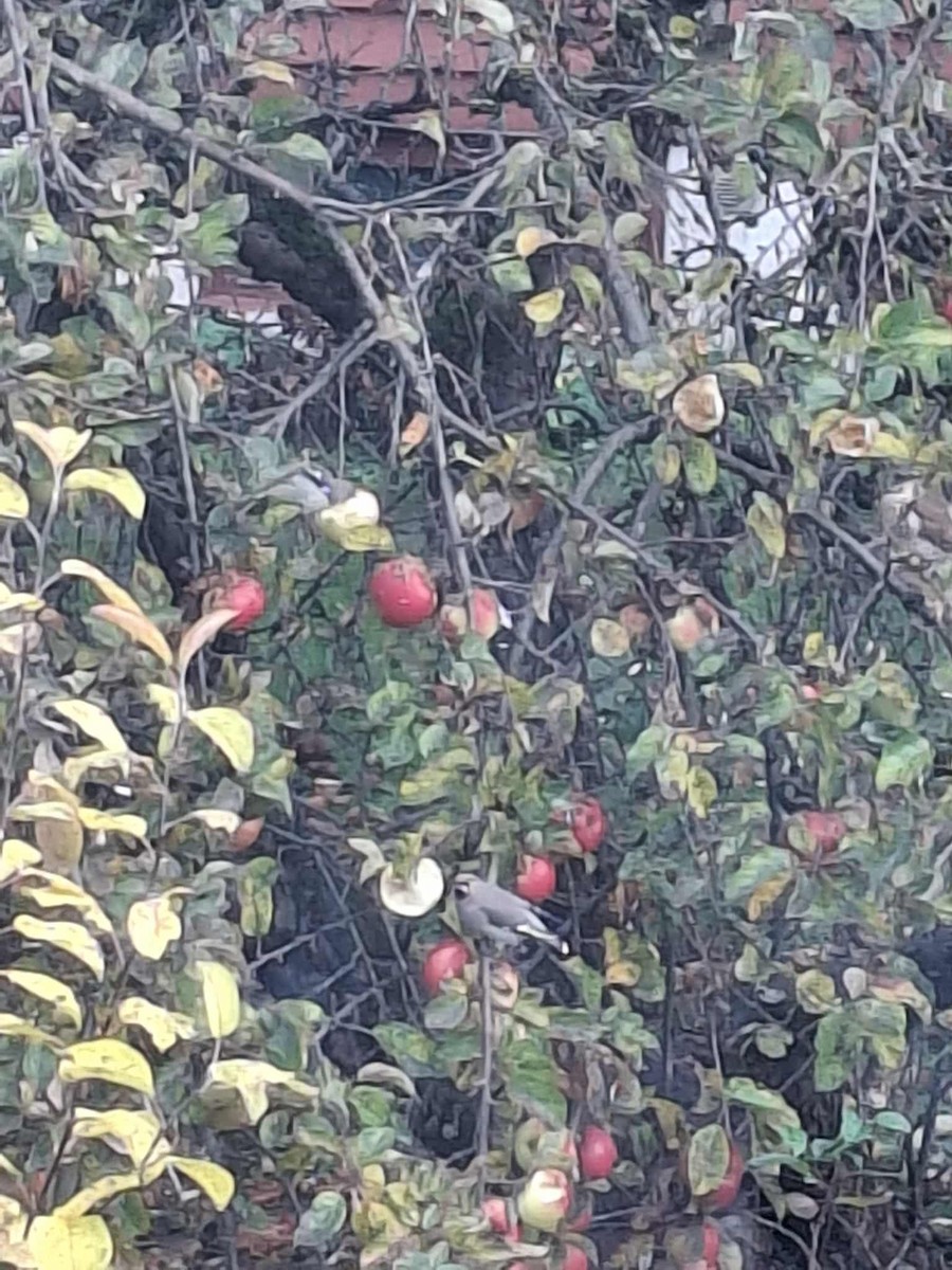 Bohemian Waxwing - ML644402737