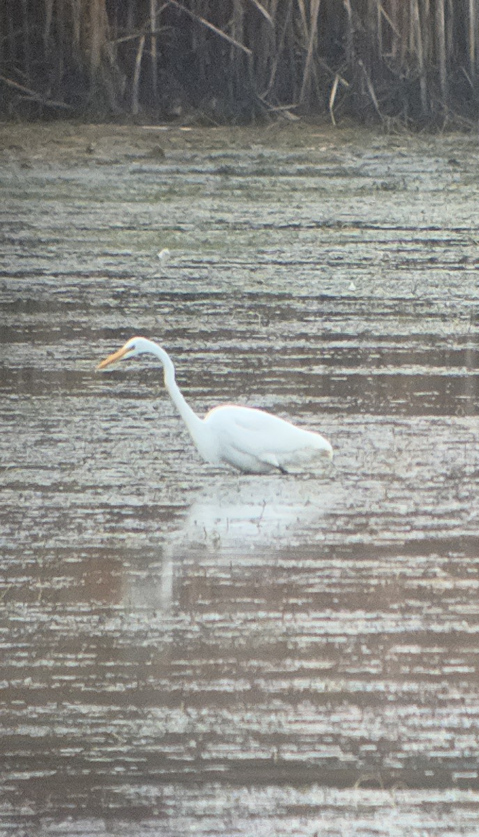 Great Egret - ML644402740