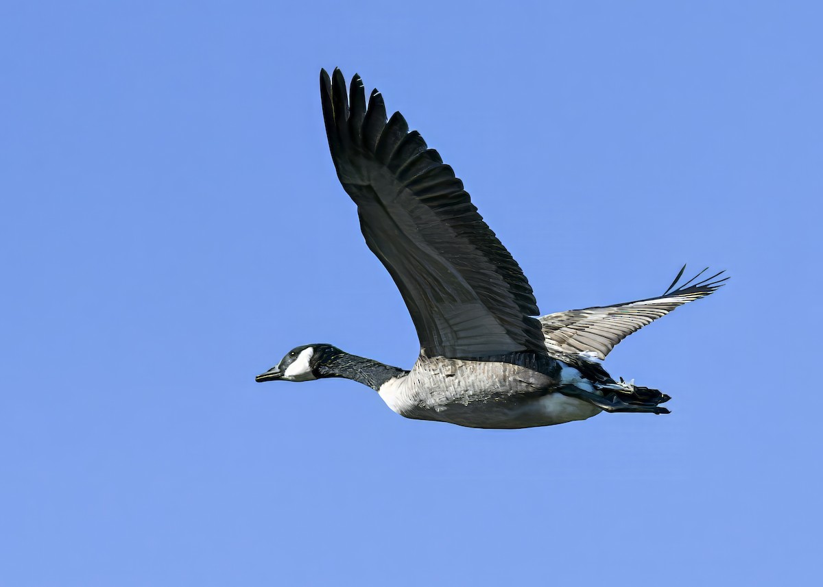 Казарка канадська - ML644402749