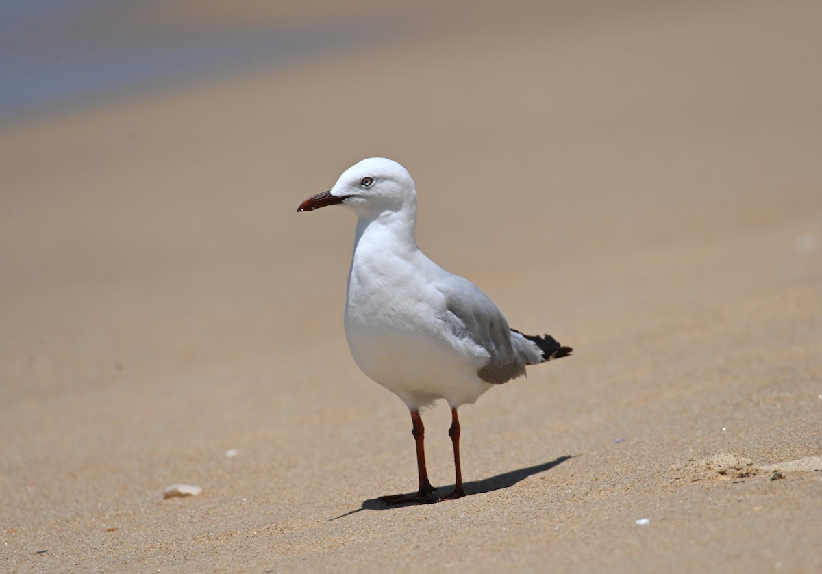 Silver Gull - ML644402763