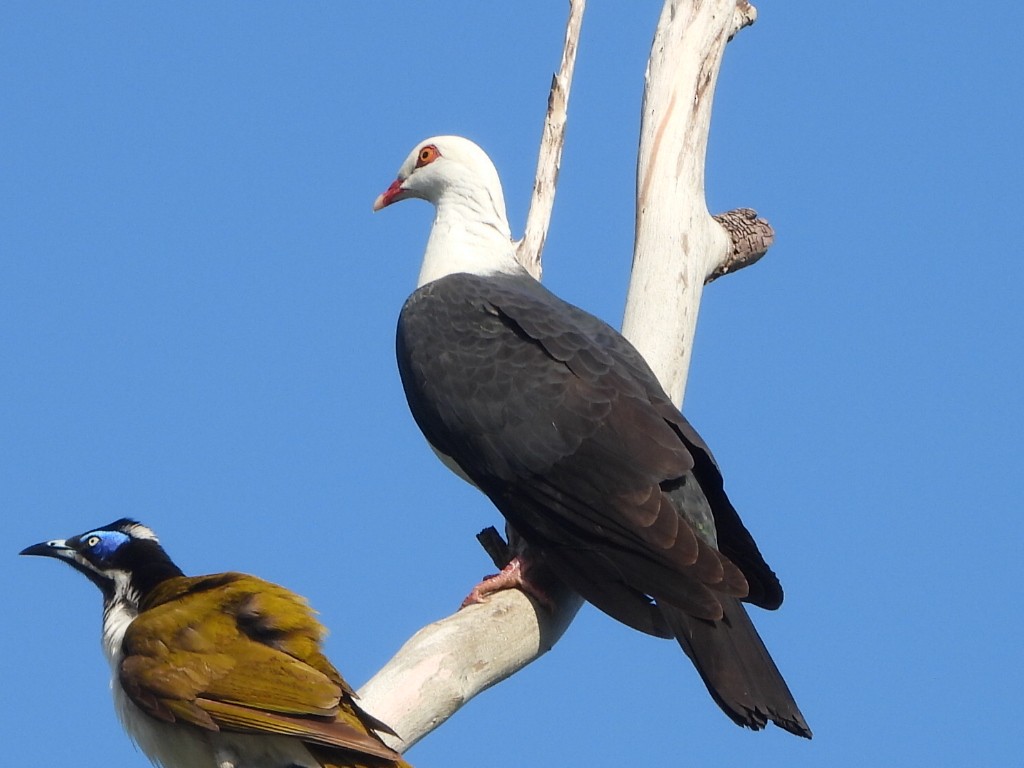 holub běloprsý - ML644402777